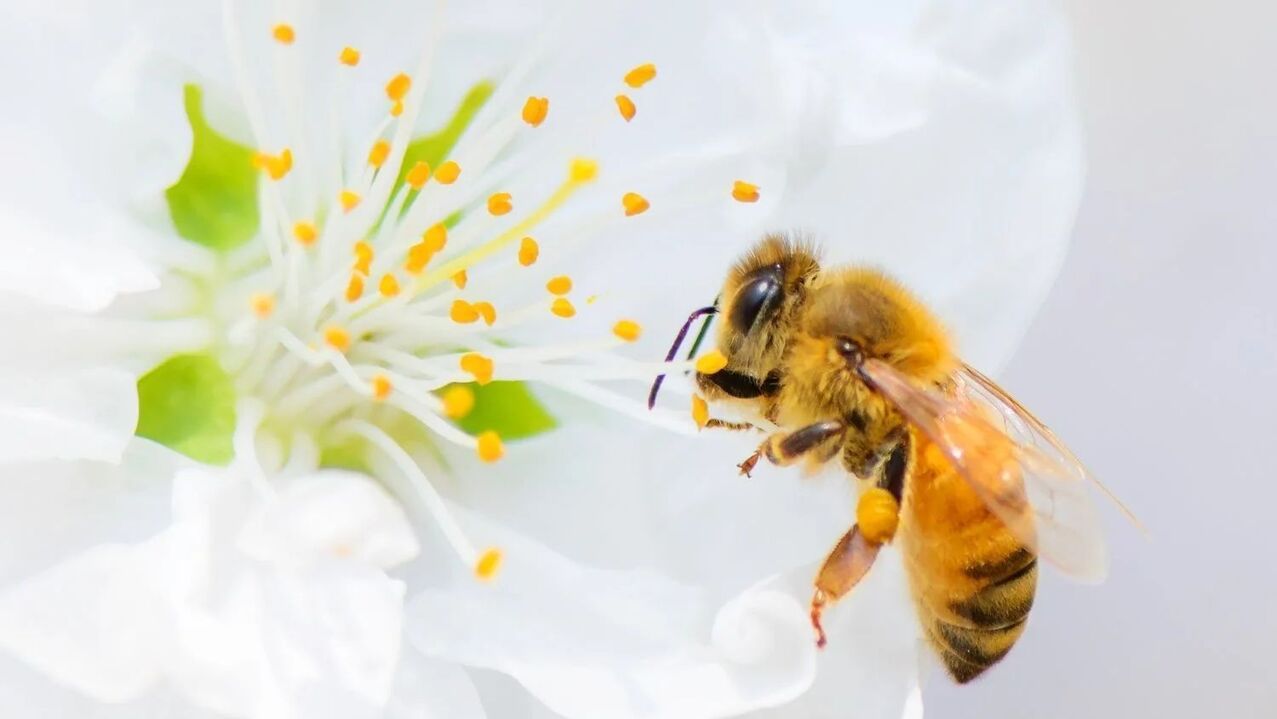 zvětšení penisu včelím bodnutím