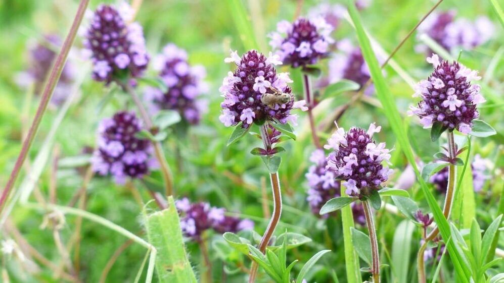 tymiánová bylina pro zvětšení penisu